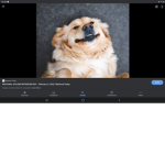 Golden Retriever Corporations