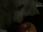 The Apple Dog Foundation