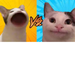 Beluga + PopCat Studio