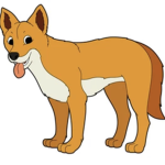 Daily Dingo Fan Club