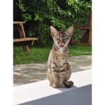 Hi, Love Cats And Dixie