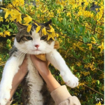 Le Floral