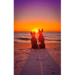 Sunset puppies