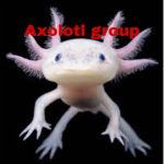 Axolotl group 434