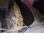 The Cool Ratties