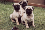 The Pug Group.