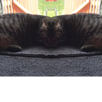 cat army group / yum yum cat
