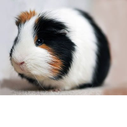 Guinea Pig Hangout