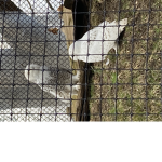 #owl gang