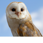 Team Fluffy The Owl