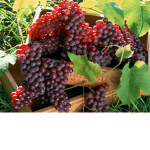 The Official Team Grapes