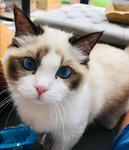 Crispy cat