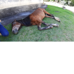 roi CAVALO ne?