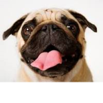 V.I.P Pugs