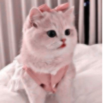 "Kiip-!"