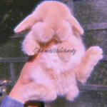 Carmellacandy's Group!