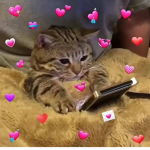 sapo cururu <3