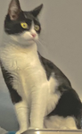 We love all cats!!