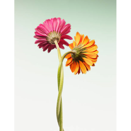 The two flowers.