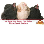 I like chickens!