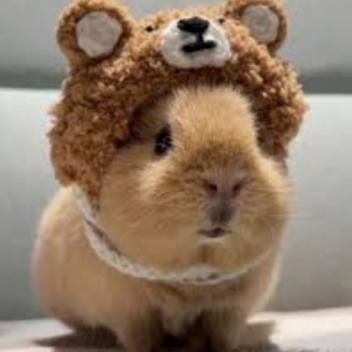 Guinea pig Factory