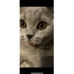 Ikra