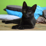 The Cat Pro's