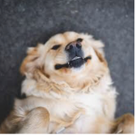 We_luvvvv_dogs