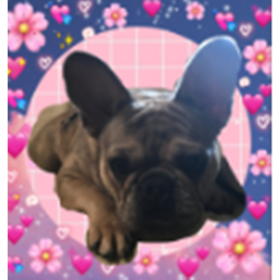 ✨ Popstar Puppies Summer Hangout ✨