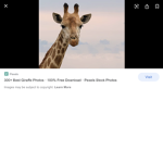 Giraffes and djs group