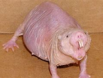 JohanssoRats