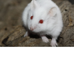 Hamster hang around