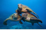 Sirkes Crazy Turtle Gang