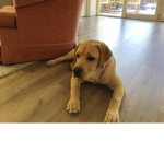 The Labrador group