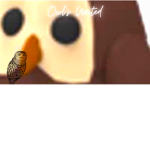 Owls United!!