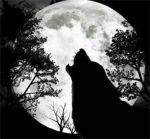 The WereWolf Academy