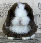pawsies ‘ Group Thumbnail