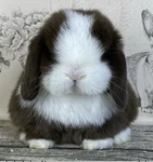 pawsies ‘ Group Thumbnail