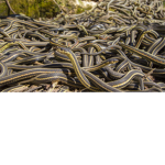 The snake bro's Army