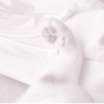 kittenz ୨୧