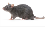 Rat Rabies