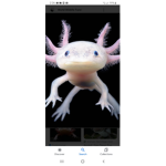 The Blue Axolotls!