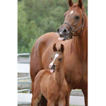 Horsesssss <3