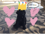 King Oscar Cute