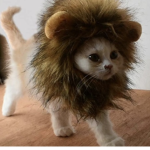 Club der Katzen