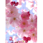 BlossomJuice HomeStore