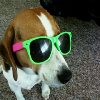 dog Roblox decal
