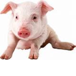 #PigSquad!