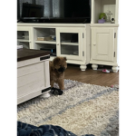 The teddy dog fan club