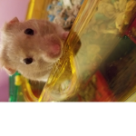 Thebob the hamster club